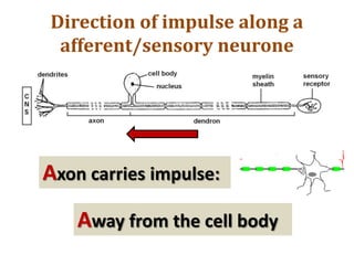 Direction of impulse along a
afferent/sensory neurone
Axon carries impulse:
Away from the cell body
 