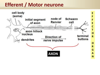 Efferent / Motor neurone
AXON
E
F
F
E
C
T
O
R
O
R
G
A
N
 