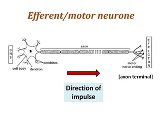 Efferent/motor neurone
[axon terminal]
Direction of
impulse
 