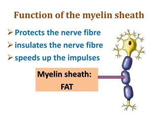 Function of the myelin sheath
Protects the nerve fibre
insulates the nerve fibre
speeds up the impulses
Myelin sheath:
FAT
 