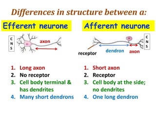 Differences in structure between a:
1. Long axon
2. No receptor
3. Cell body terminal &
has dendrites
4. Many short dendrons
1. Short axon
2. Receptor
3. Cell body at the side;
no dendrites
4. One long dendron
receptor axon
axon
dendron
Afferent neuroneEfferent neurone
C
N
S
C
N
S
 
