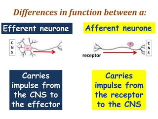 Differences in function between a:
receptor
Afferent neuroneEfferent neurone
C
N
S
C
N
S
Carries
impulse from
the receptor
to the CNS
Carries
impulse from
the CNS to
the effector
 