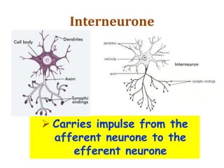 Interneurone
 Carries impulse from the
afferent neurone to the
efferent neurone
 