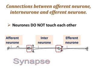 Connections between afferent neurone,
interneurone and efferent neurone.
 Neurones DO NOT touch each other
Afferent
neurone
Efferent
neurone
Inter
neurone
 