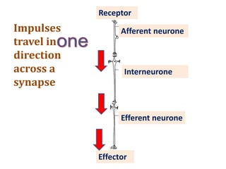 Impulses
travel in
direction
across a
synapse
Afferent neurone
Efferent neurone
Interneurone
Effector
Receptor
 