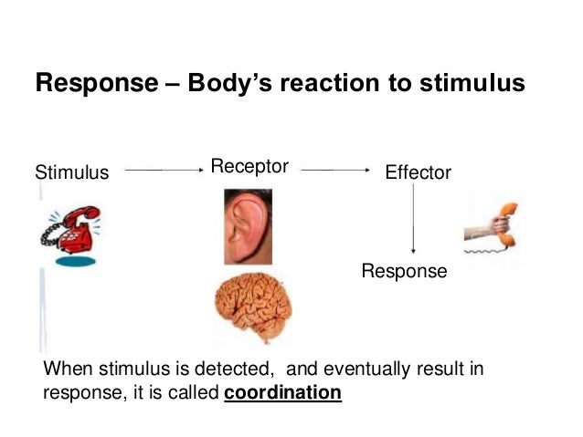 what is the relationship between stimulus and response