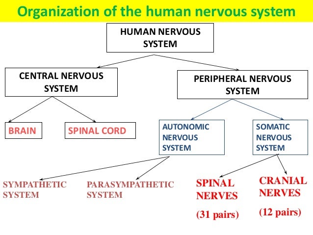 Organization Of The Nervous System Chart