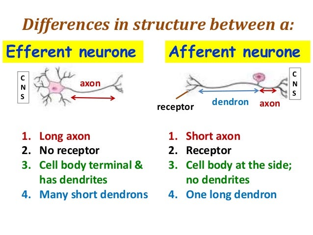 Coordination & Response Part 1 - The Nervous System