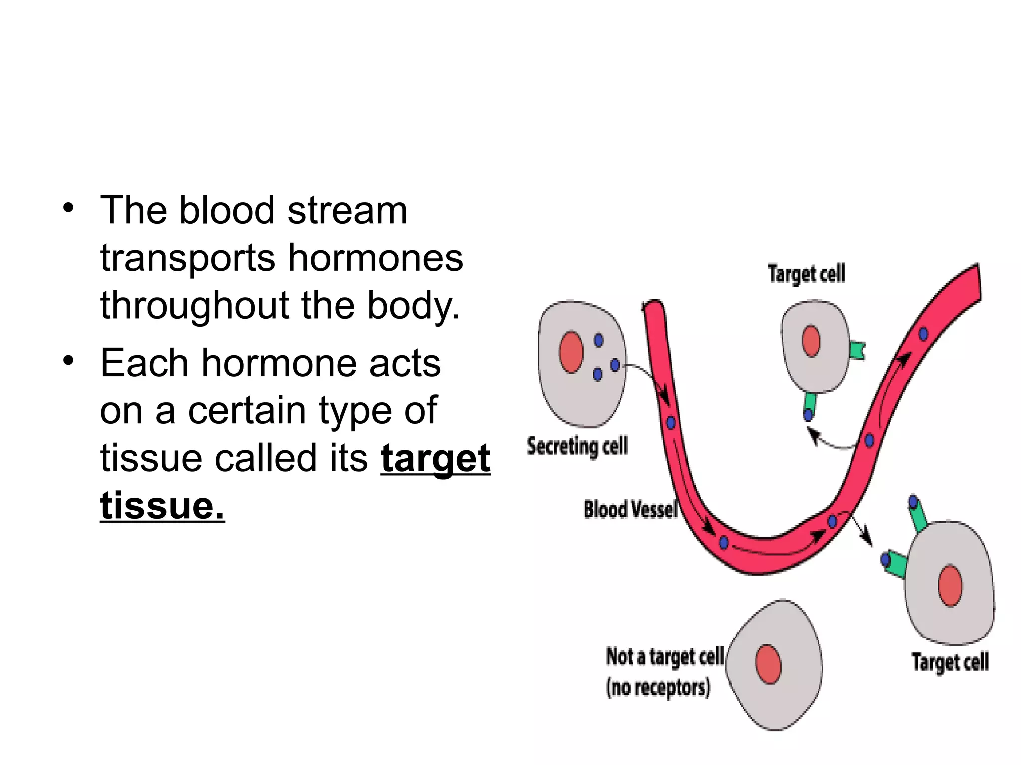 • The blood stream
transports hormones
throughout the body.
• Each hormone acts
on a certain type of
tissue called its target
tissue.
 