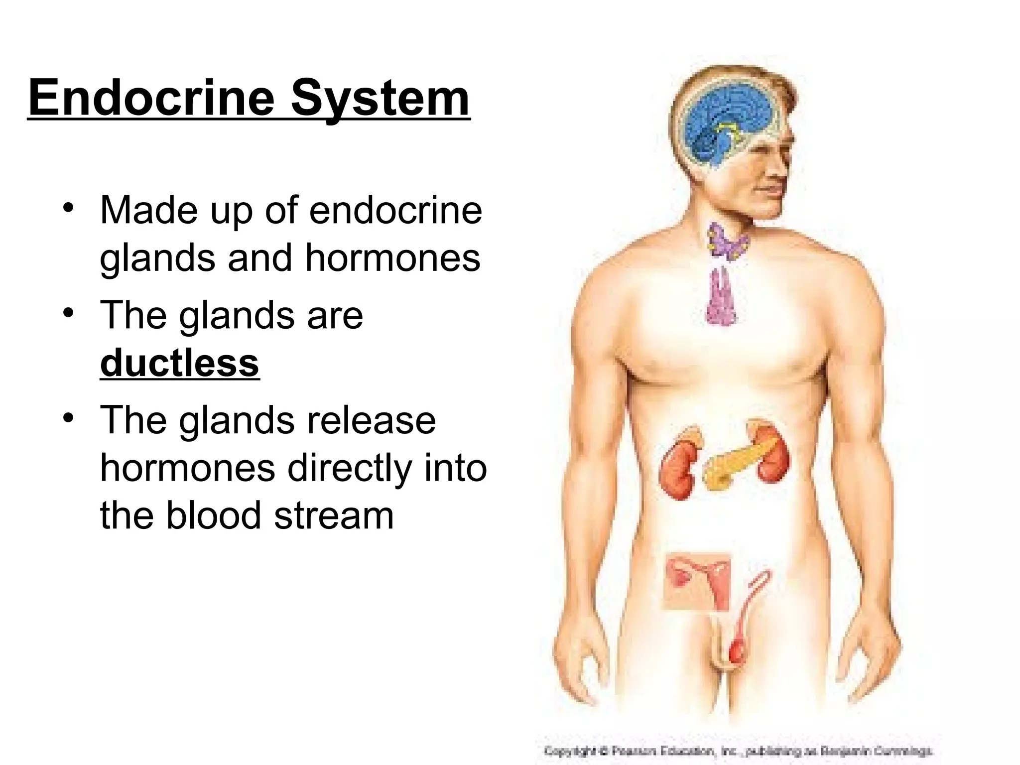 Endocrine System
• Made up of endocrine
glands and hormones
• The glands are
ductless
• The glands release
hormones directly into
the blood stream
 