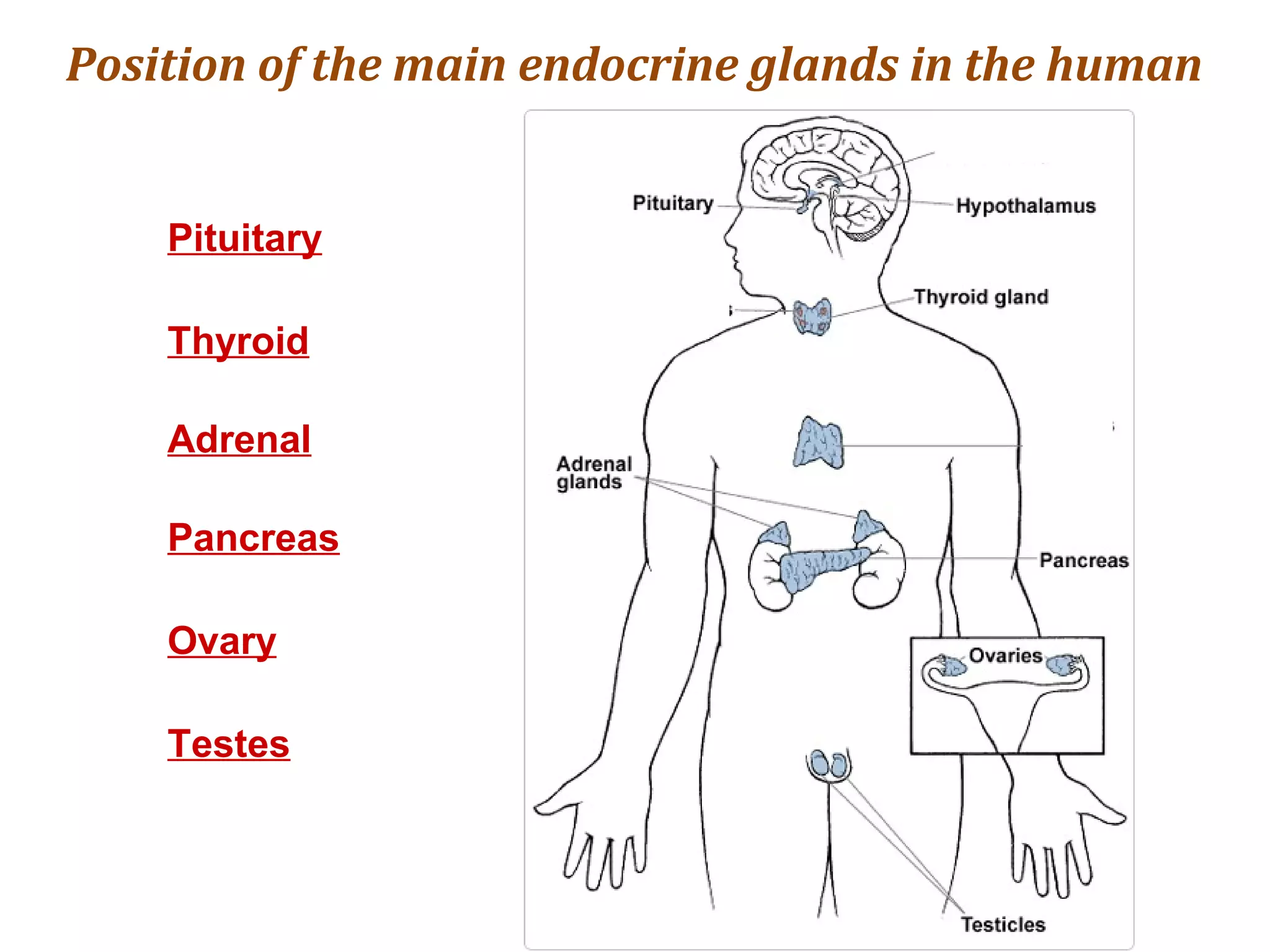 Pituitary
Thyroid
Adrenal
Pancreas
Ovary
Testes
Position of the main endocrine glands in the human
 