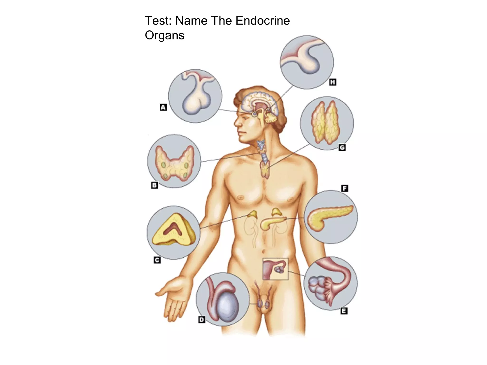 Test: Name The Endocrine
Organs
 