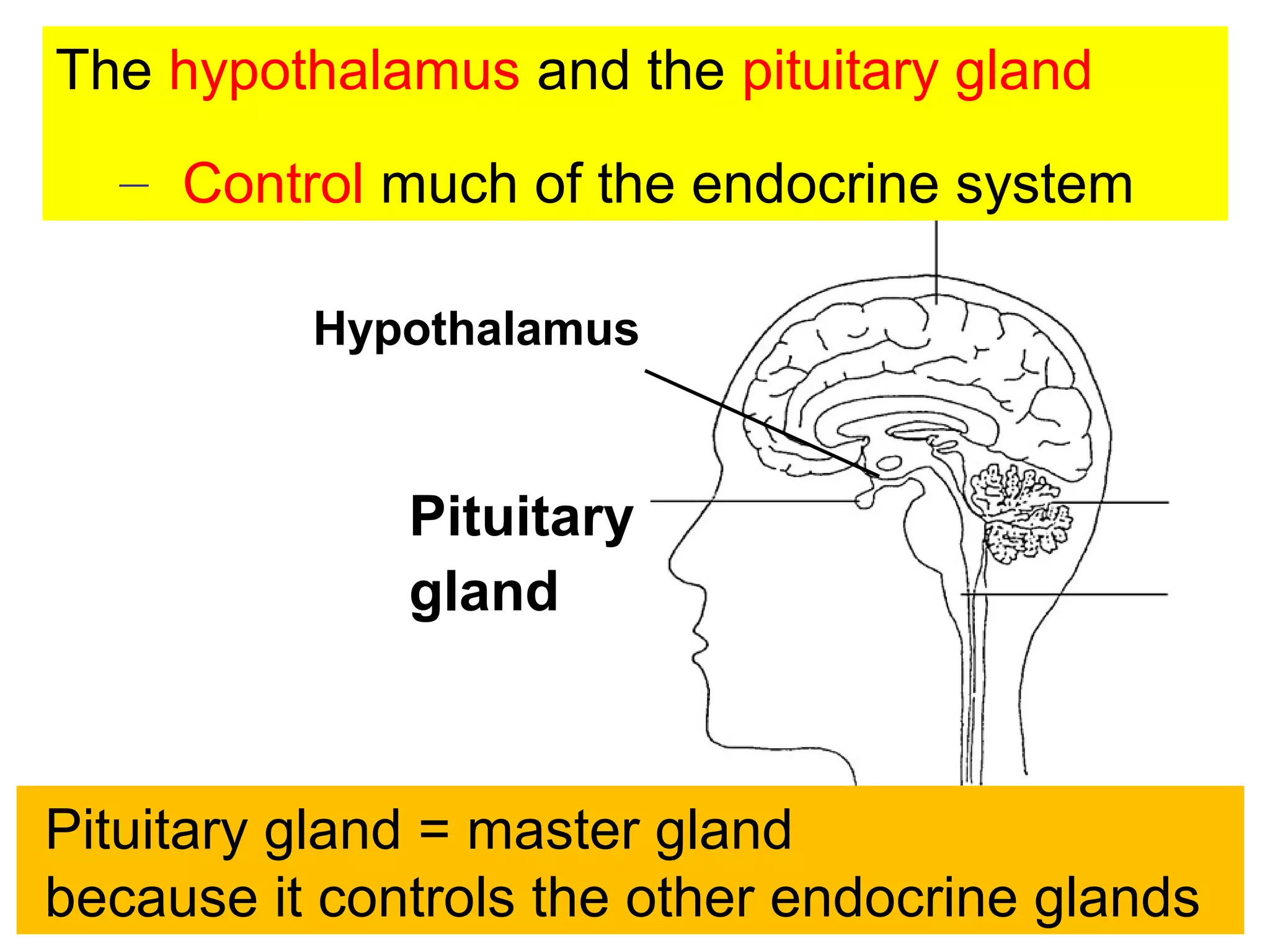 The hypothalamus and the pituitary gland
– Control much of the endocrine system
Pituitary
gland
Hypothalamus
Pituitary gland = master gland
because it controls the other endocrine glands
 