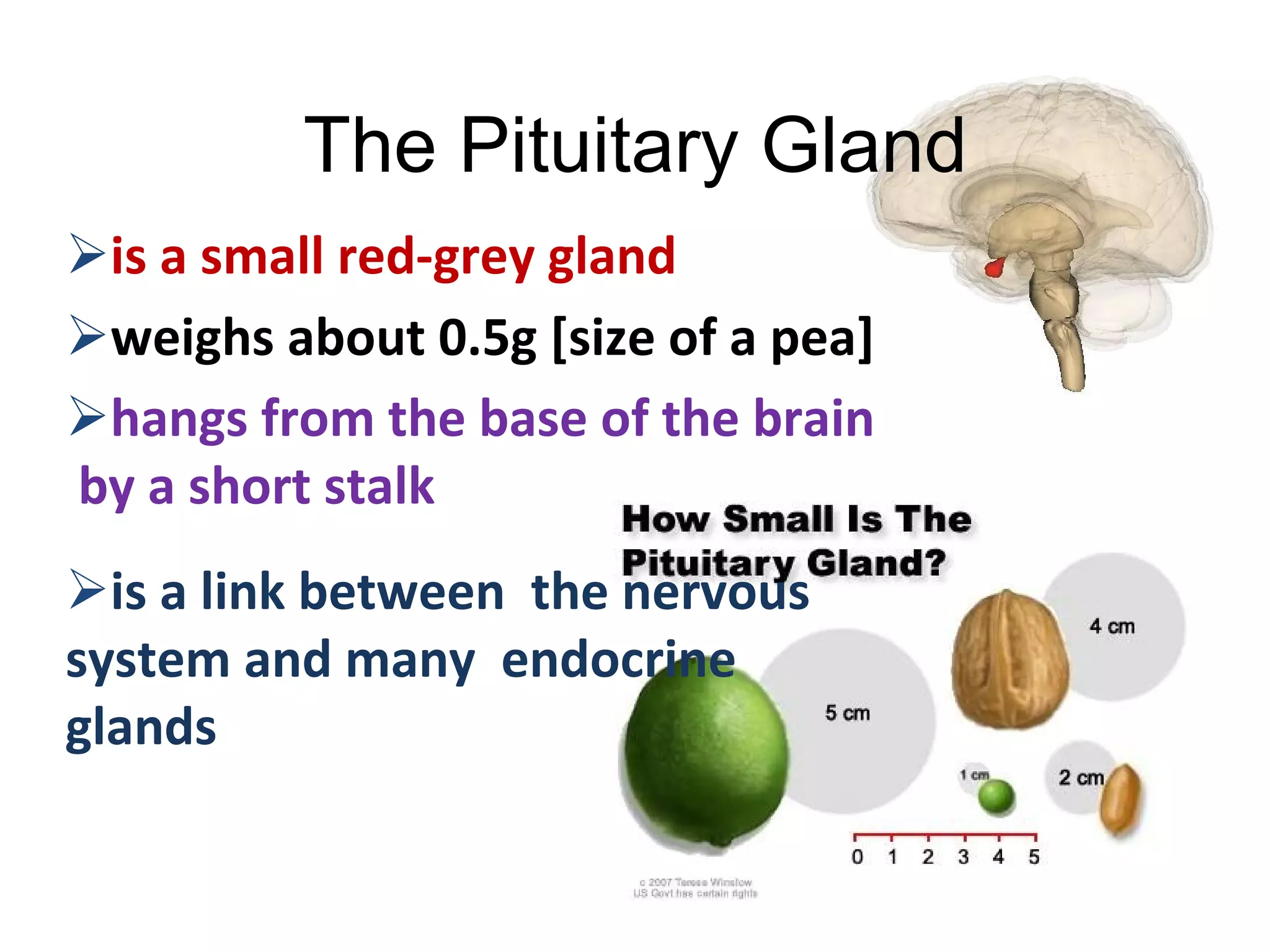 The Pituitary Gland
is a small red-grey gland
weighs about 0.5g [size of a pea]
hangs from the base of the brain
by a short stalk
is a link between the nervous
system and many endocrine
glands
 
