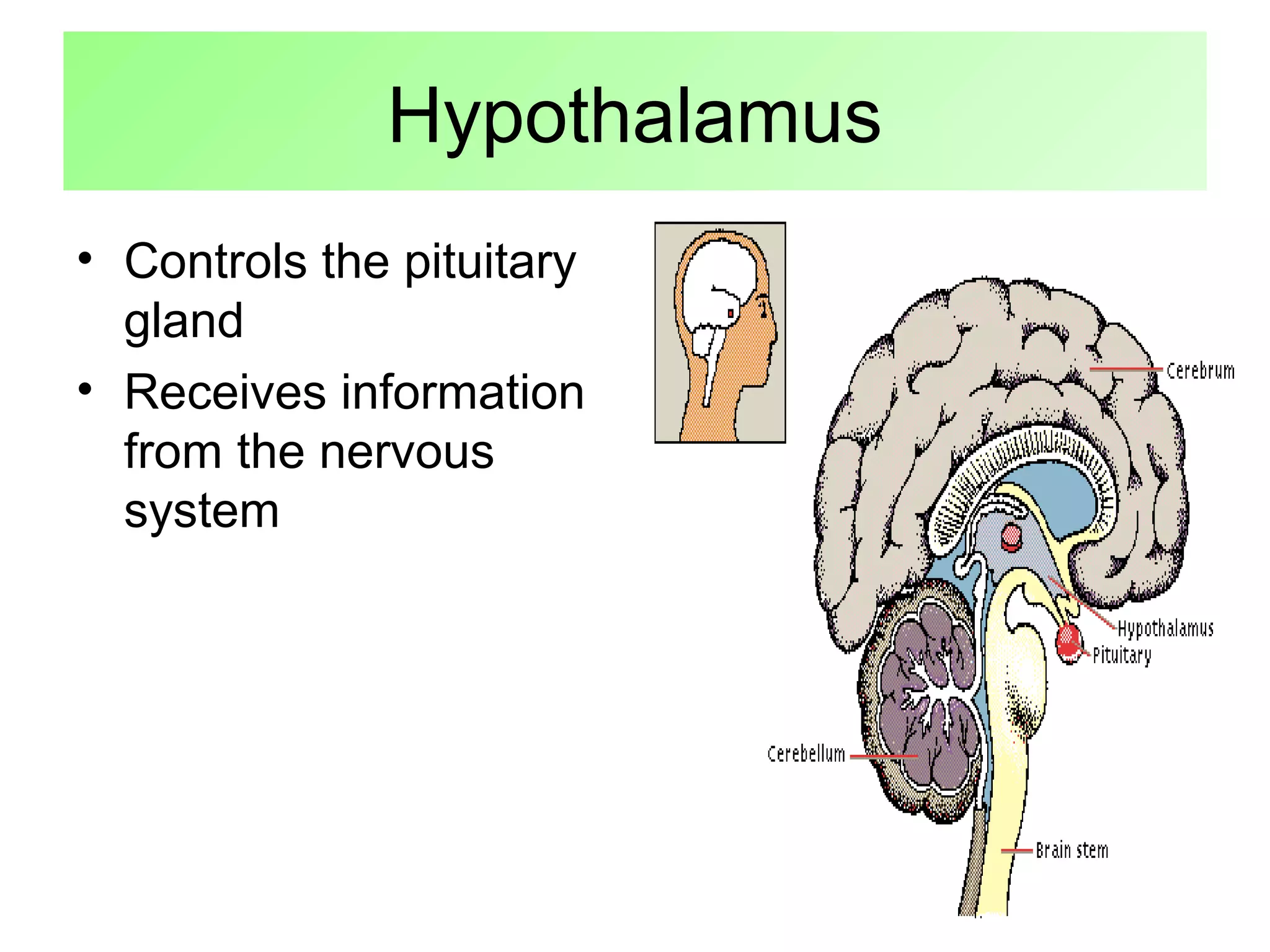 Hypothalamus
• Controls the pituitary
gland
• Receives information
from the nervous
system
 