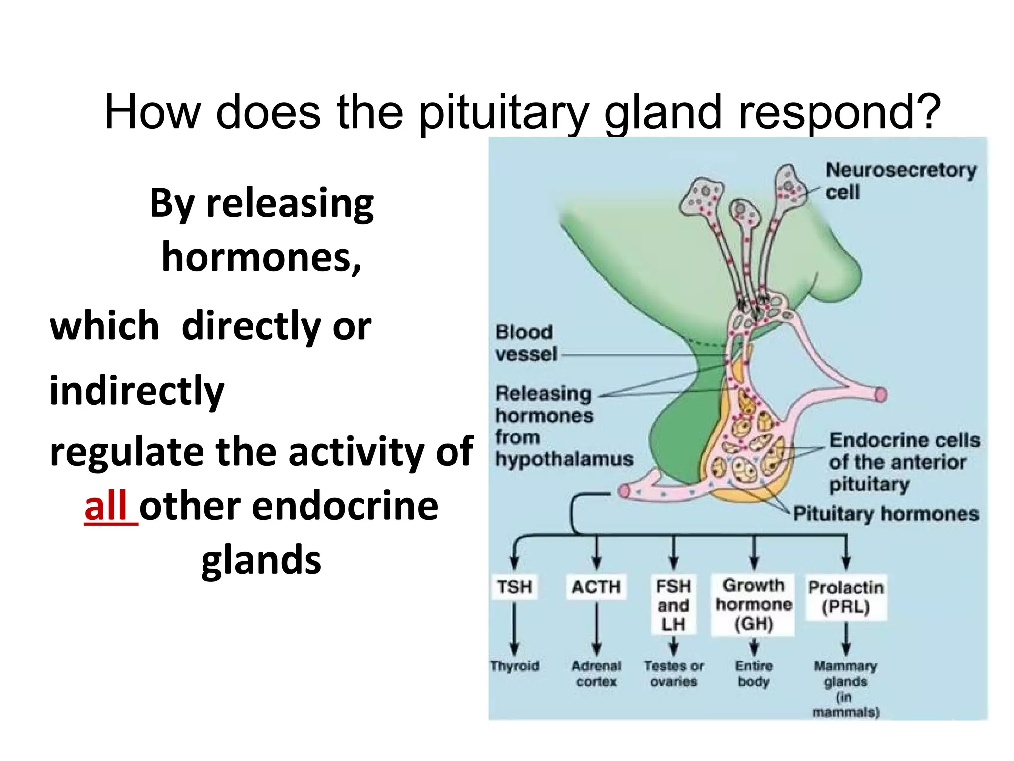 How does the pituitary gland respond?
By releasing
hormones,
which directly or
indirectly
regulate the activity of
all other endocrine
glands
 