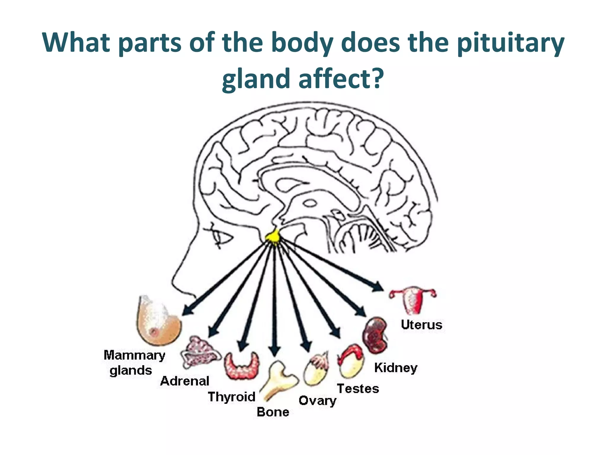What parts of the body does the pituitary
gland affect?
 