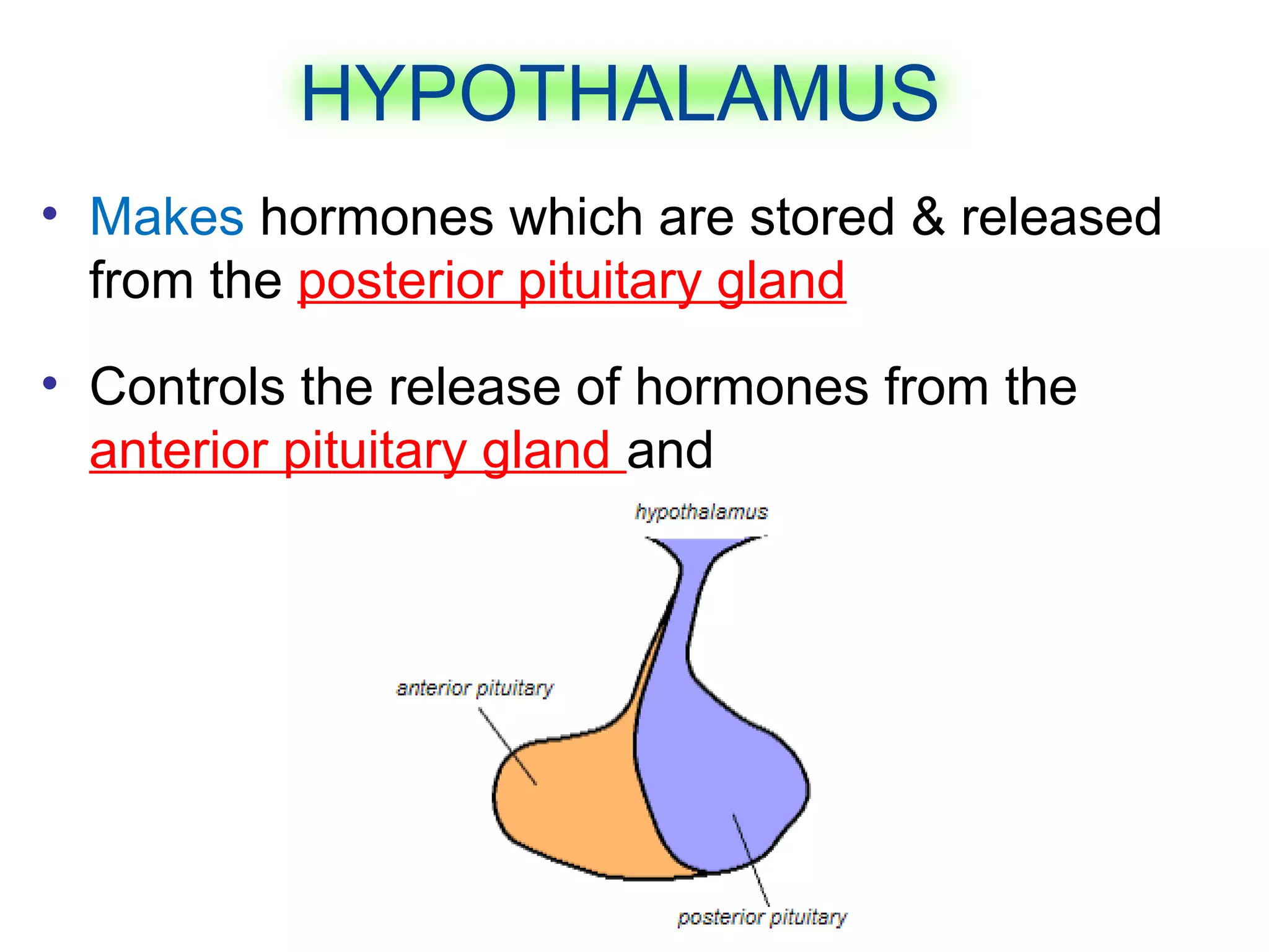 • Makes hormones which are stored & released
from the posterior pituitary gland
• Controls the release of hormones from the
anterior pituitary gland and
HYPOTHALAMUS
 