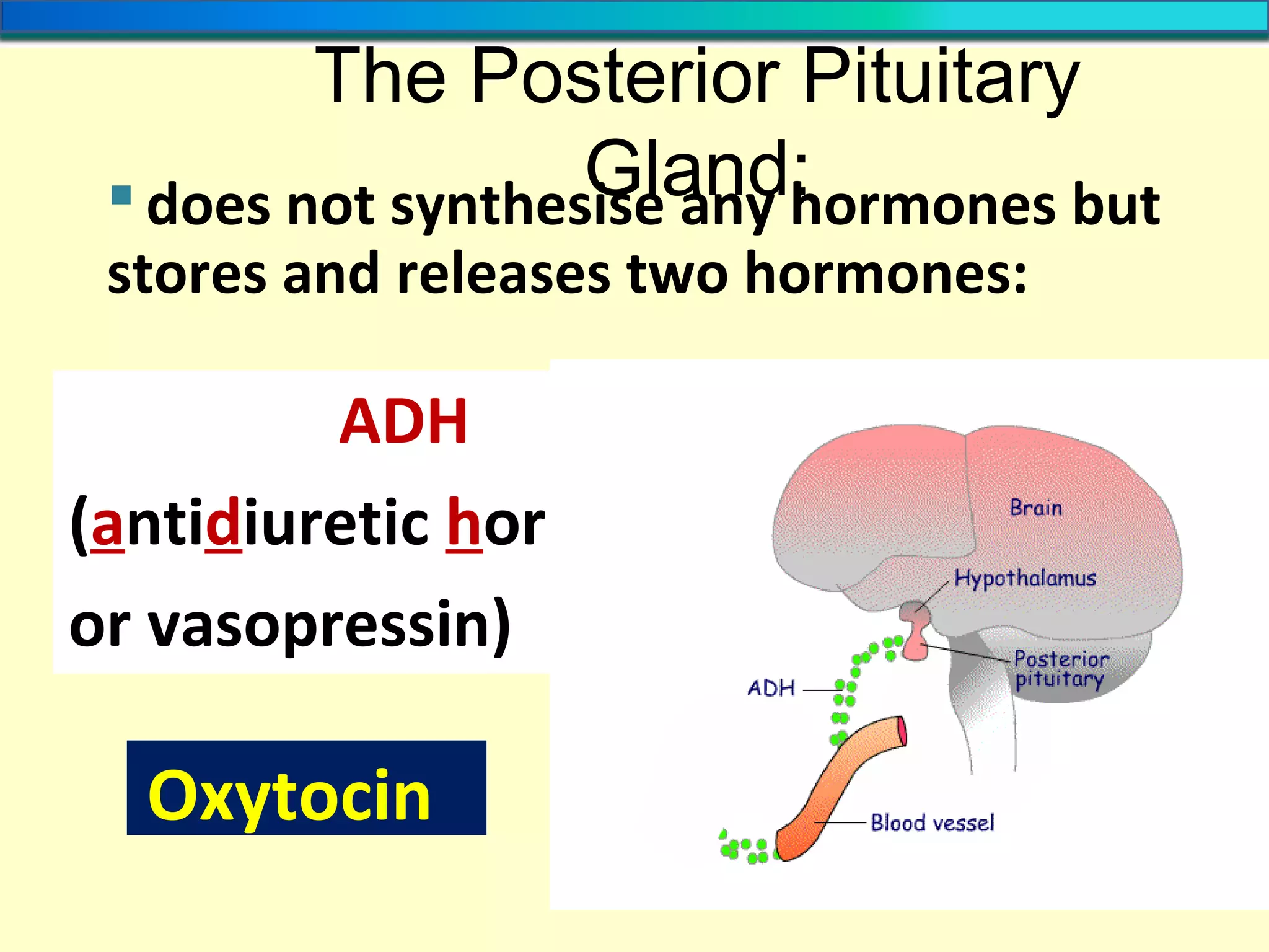 The Posterior Pituitary
Gland: does not synthesise any hormones but
stores and releases two hormones:
ADH
(antidiuretic hormone
or vasopressin)
Oxytocin
 