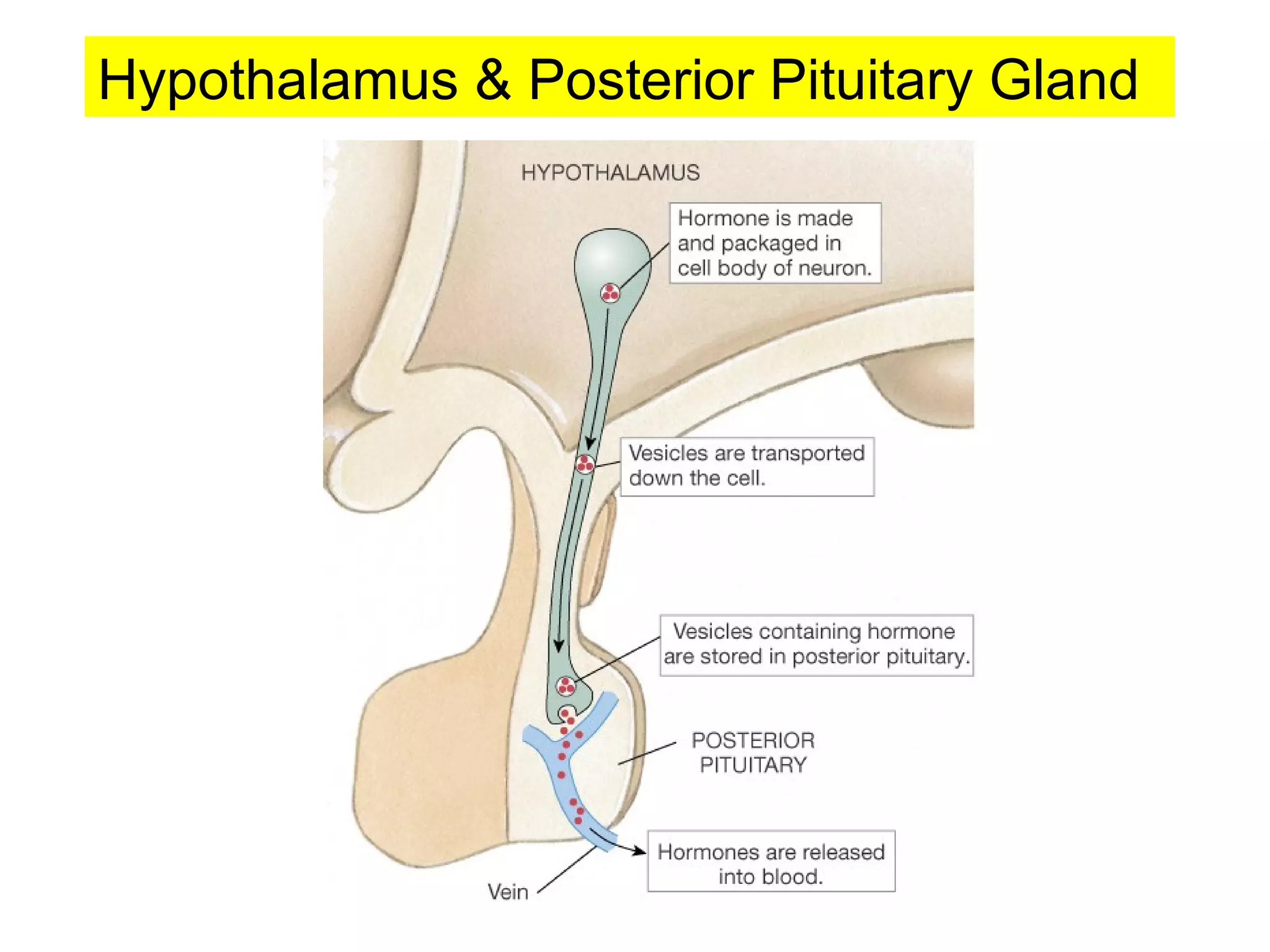 Hypothalamus & Posterior Pituitary Gland
 