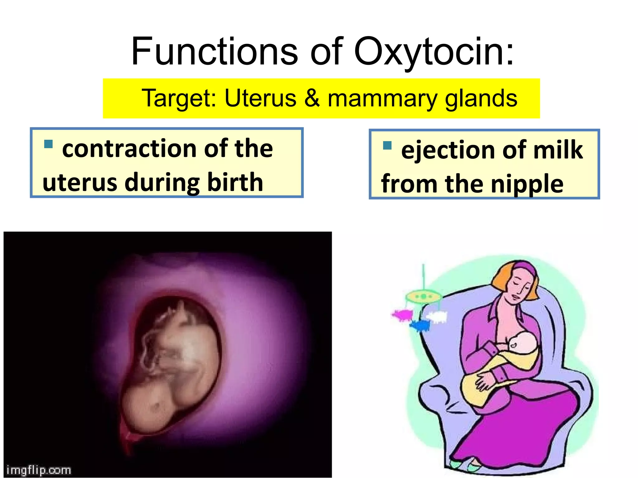 Functions of Oxytocin:
 contraction of the
uterus during birth
 ejection of milk
from the nipple
Target: Uterus & mammary glands
 