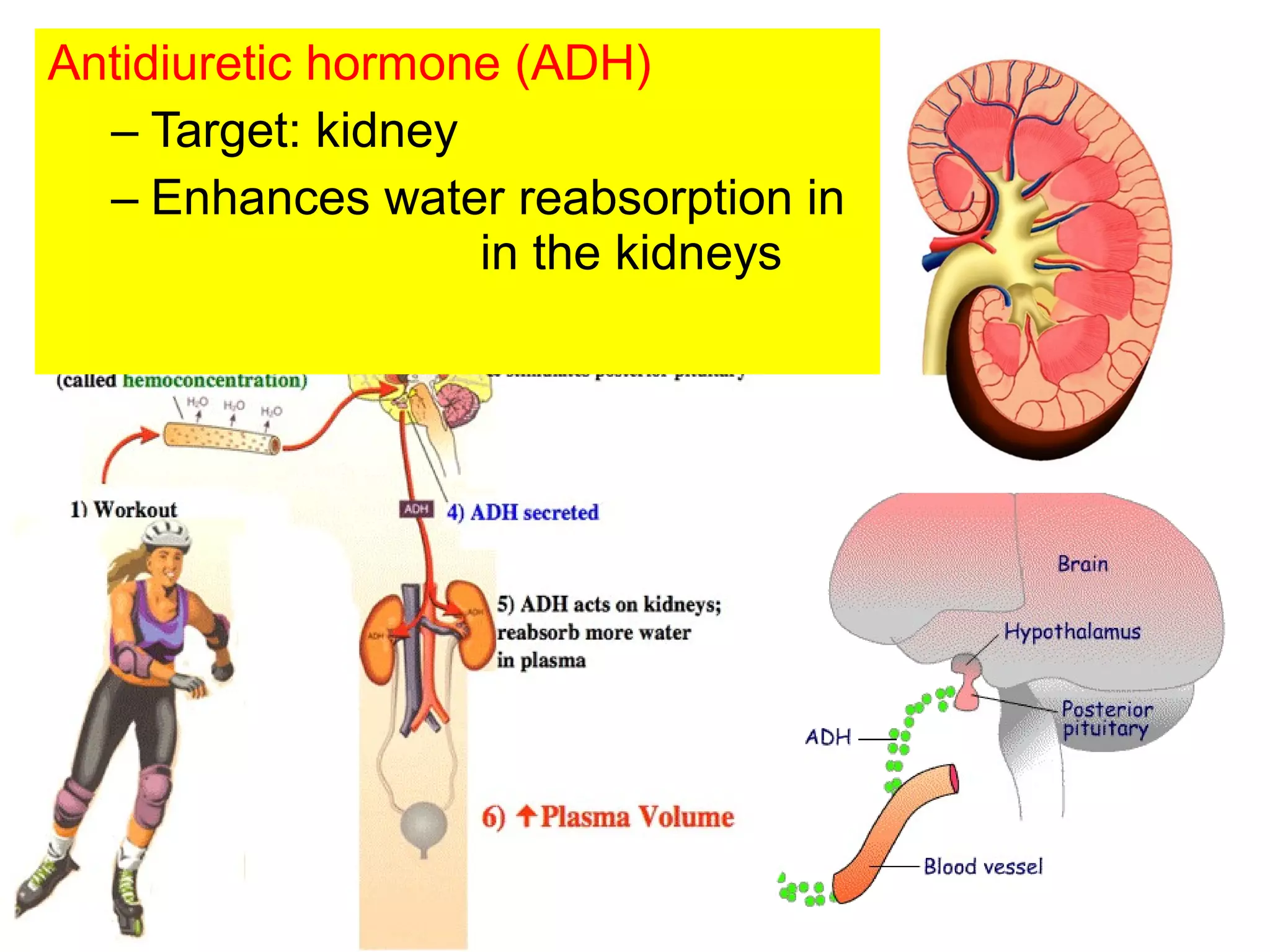 Antidiuretic hormone (ADH)
– Target: kidney
– Enhances water reabsorption in
in the kidneys
 