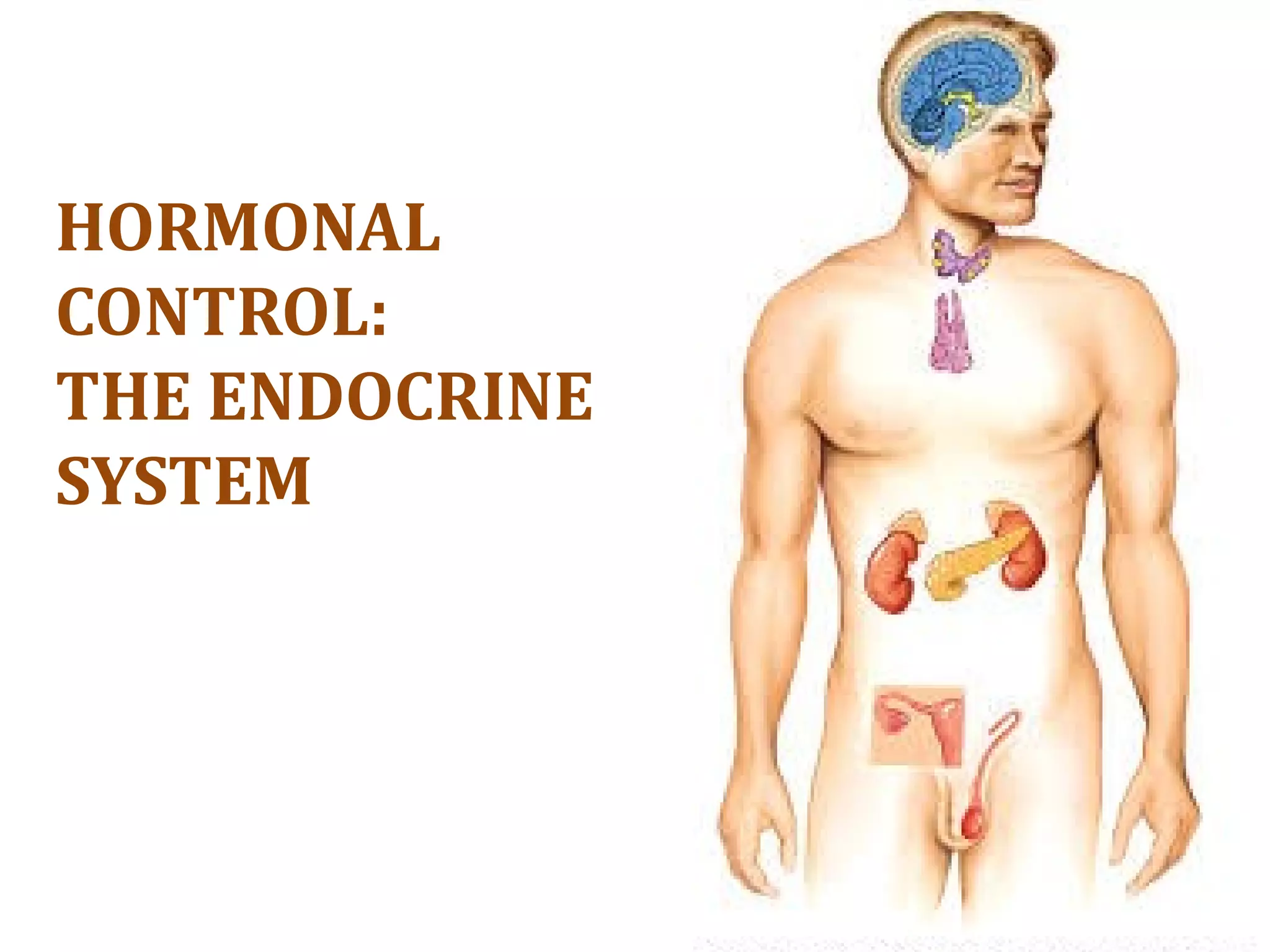 HORMONAL
CONTROL:
THE ENDOCRINE
SYSTEM
 