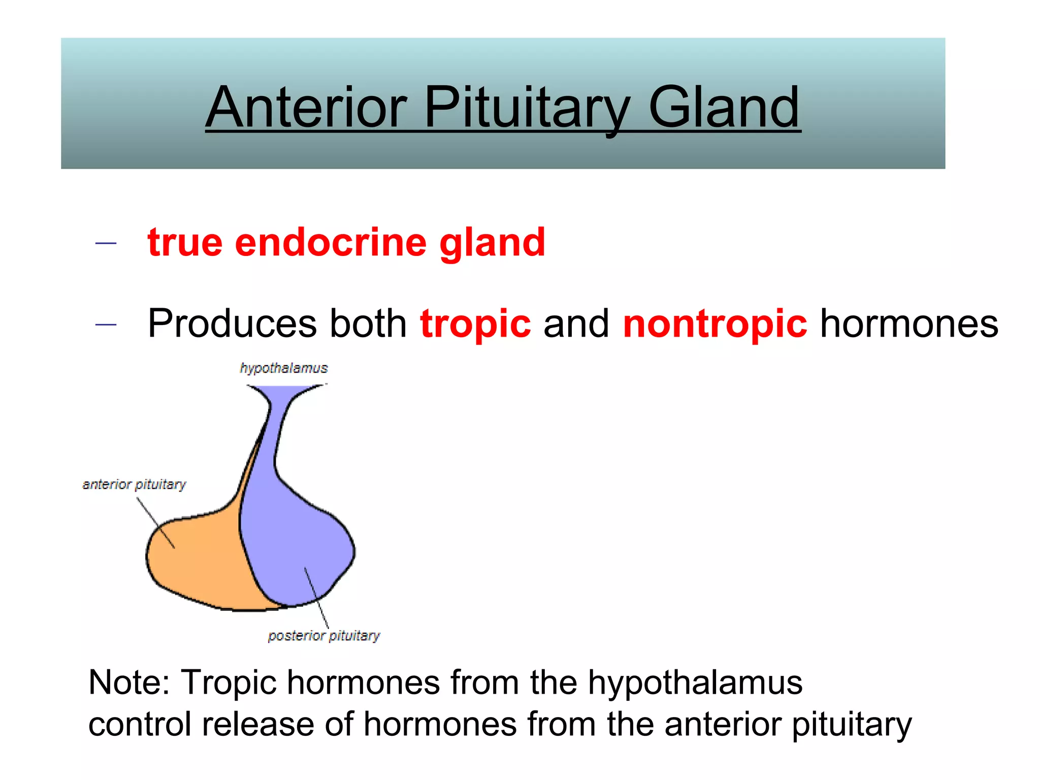 Anterior Pituitary Gland
– true endocrine gland
– Produces both tropic and nontropic hormones
Note: Tropic hormones from the hypothalamus
control release of hormones from the anterior pituitary
 