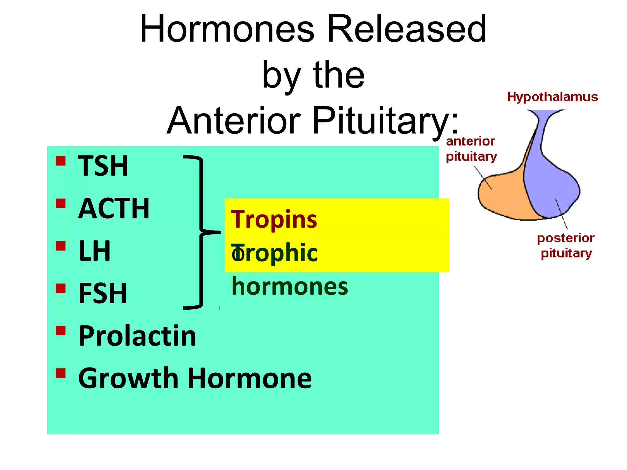 Hormones Released
by the
Anterior Pituitary:
 TSH
 ACTH
 LH
 FSH
 Prolactin
 Growth Hormone
Tropins
orTrophic
hormones
 