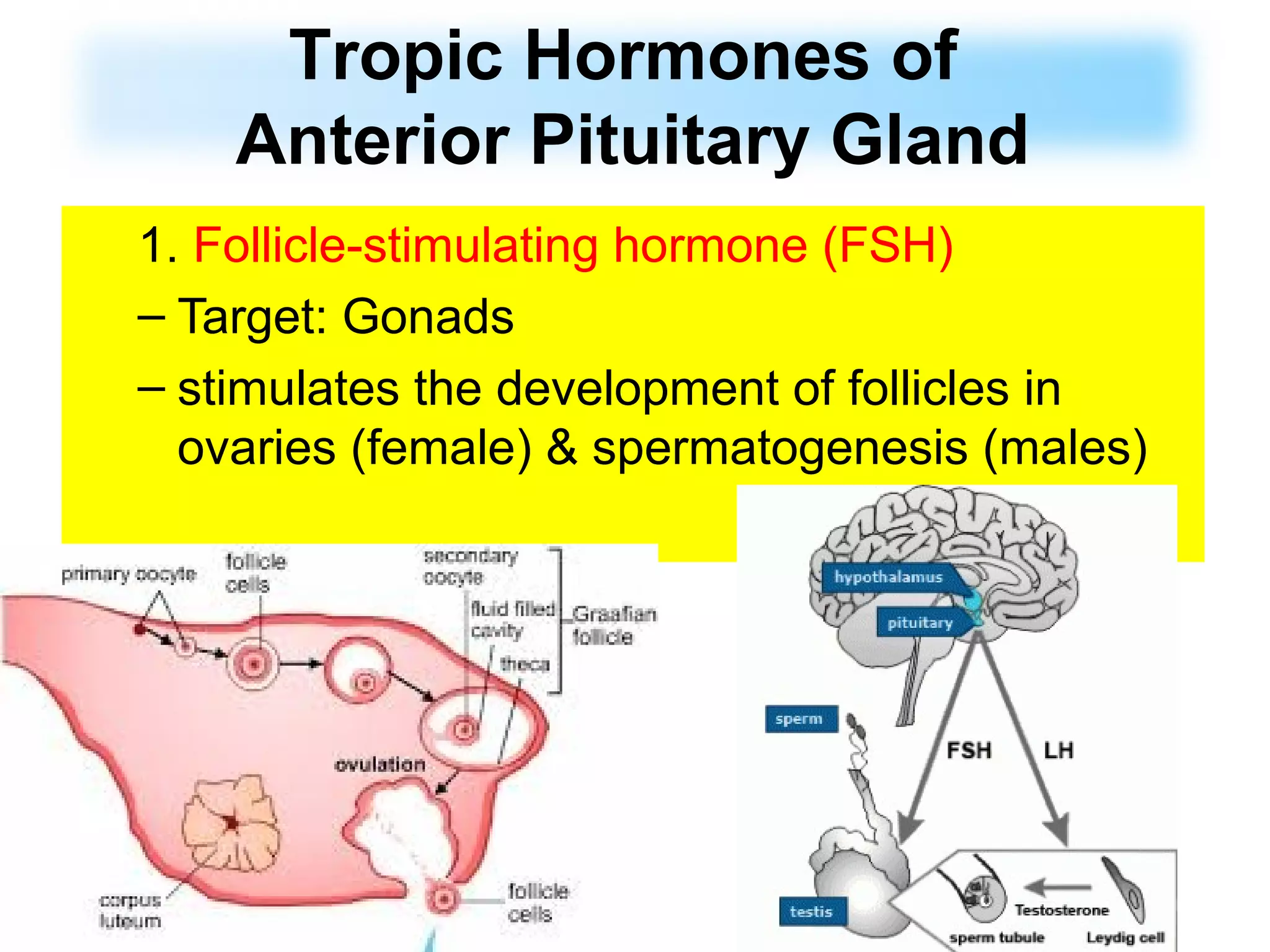 1. Follicle-stimulating hormone (FSH)
– Target: Gonads
– stimulates the development of follicles in
ovaries (female) & spermatogenesis (males)
Tropic Hormones of
Anterior Pituitary Gland
 