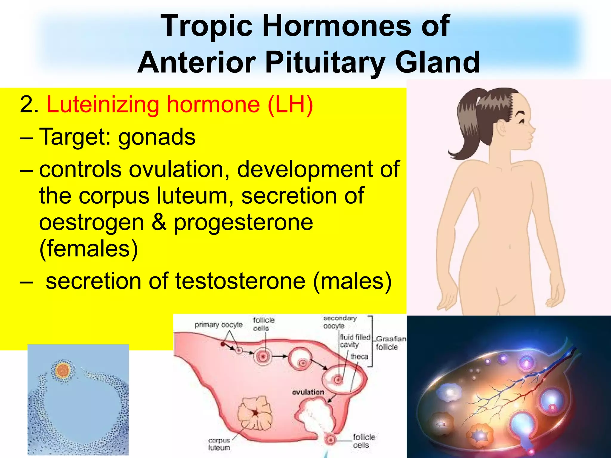 2. Luteinizing hormone (LH)
– Target: gonads
– controls ovulation, development of
the corpus luteum, secretion of
oestrogen & progesterone
(females)
– secretion of testosterone (males)
Tropic Hormones of
Anterior Pituitary Gland
 
