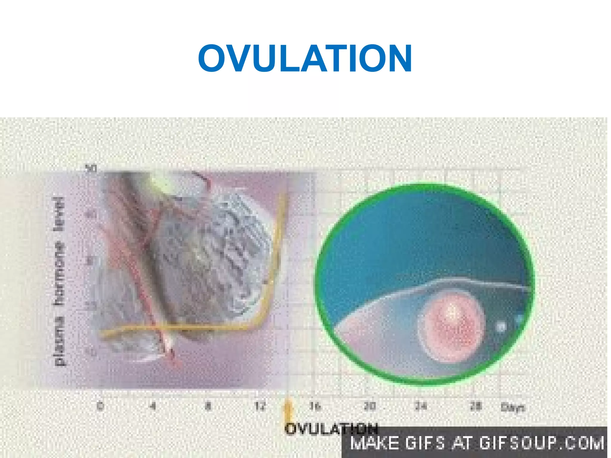 OVULATION
 