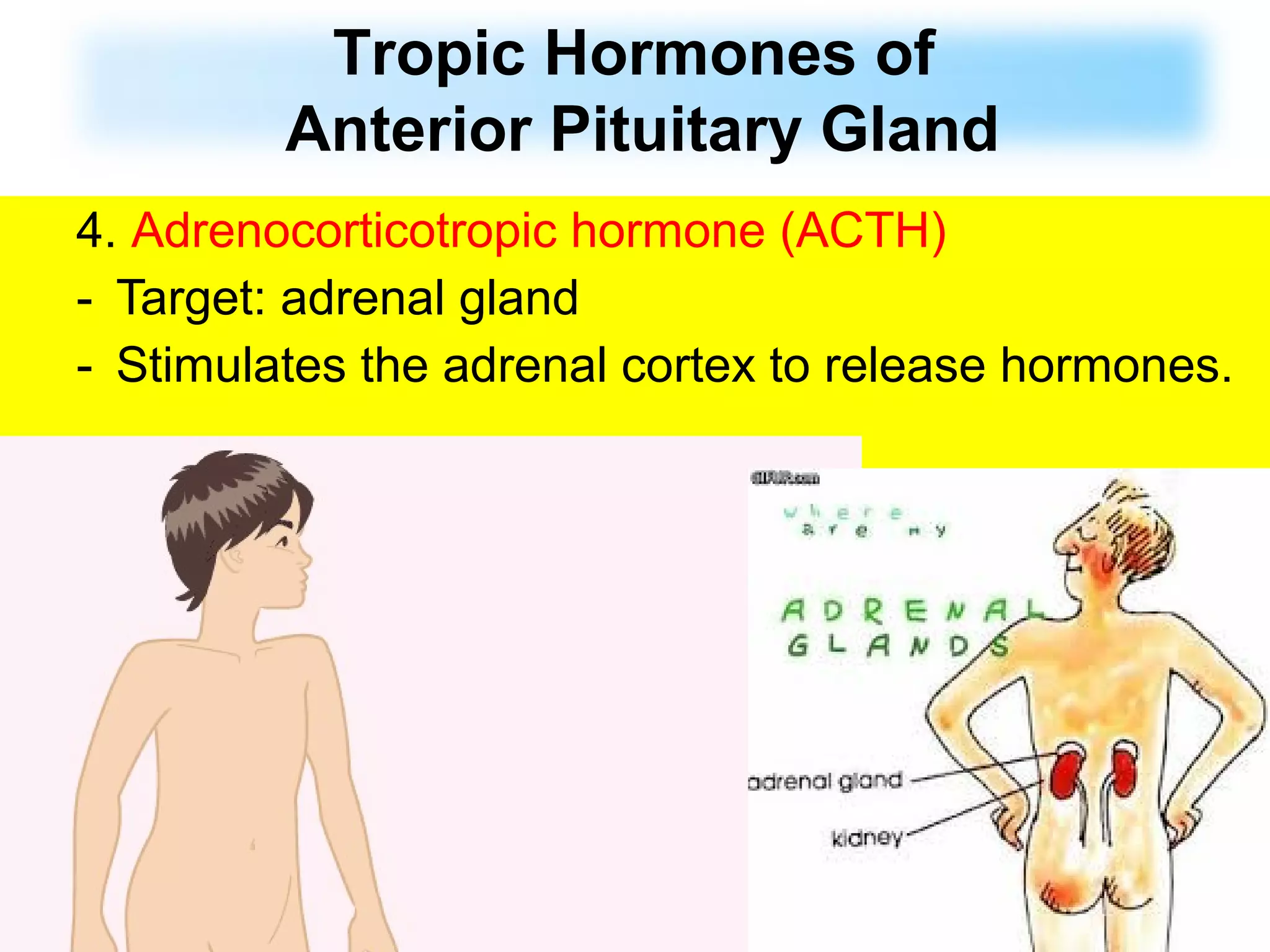 4. Adrenocorticotropic hormone (ACTH)
- Target: adrenal gland
- Stimulates the adrenal cortex to release hormones.
Tropic Hormones of
Anterior Pituitary Gland
 