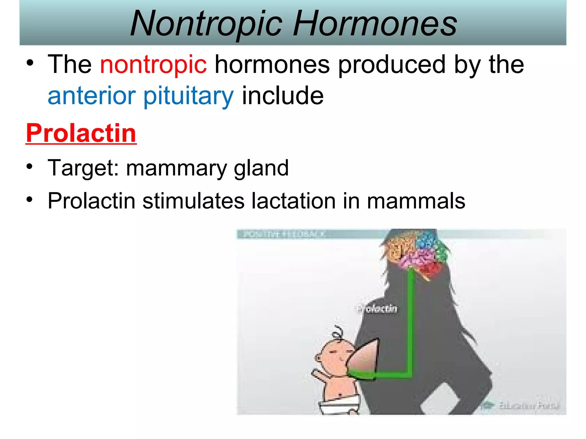 Nontropic Hormones
• The nontropic hormones produced by the
anterior pituitary include
Prolactin
• Target: mammary gland
• Prolactin stimulates lactation in mammals
 