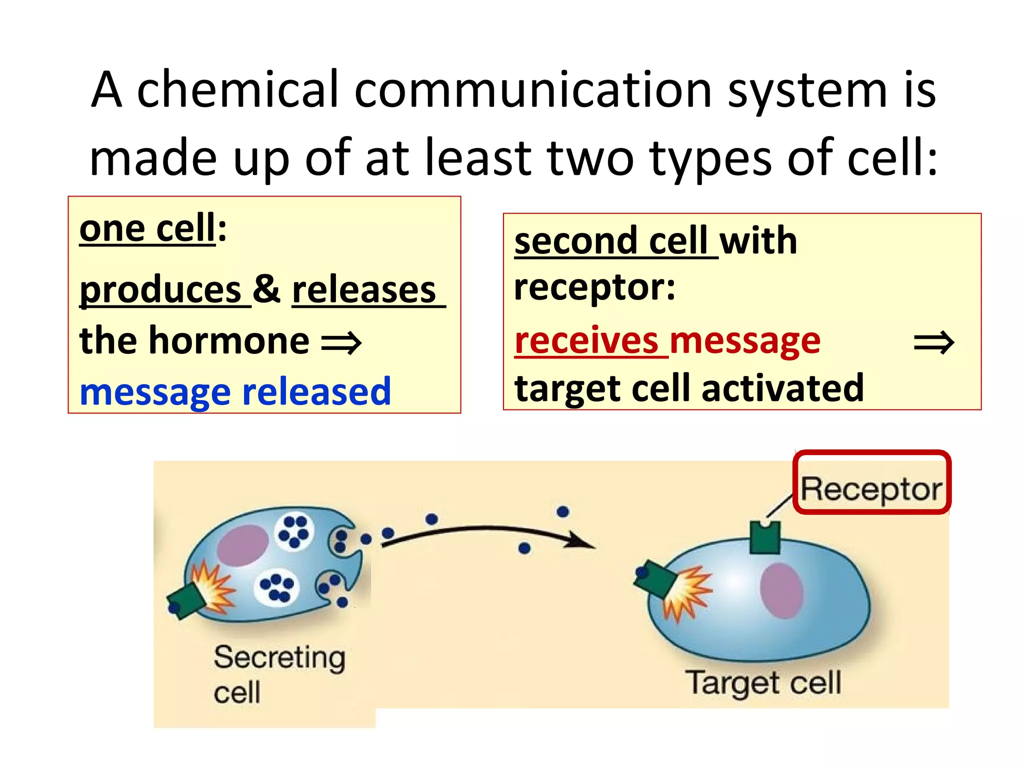 A chemical communication system is
made up of at least two types of cell:
one cell:
produces & releases
the hormone ⇒
message released
second cell with
receptor:
receives message ⇒
target cell activated
 