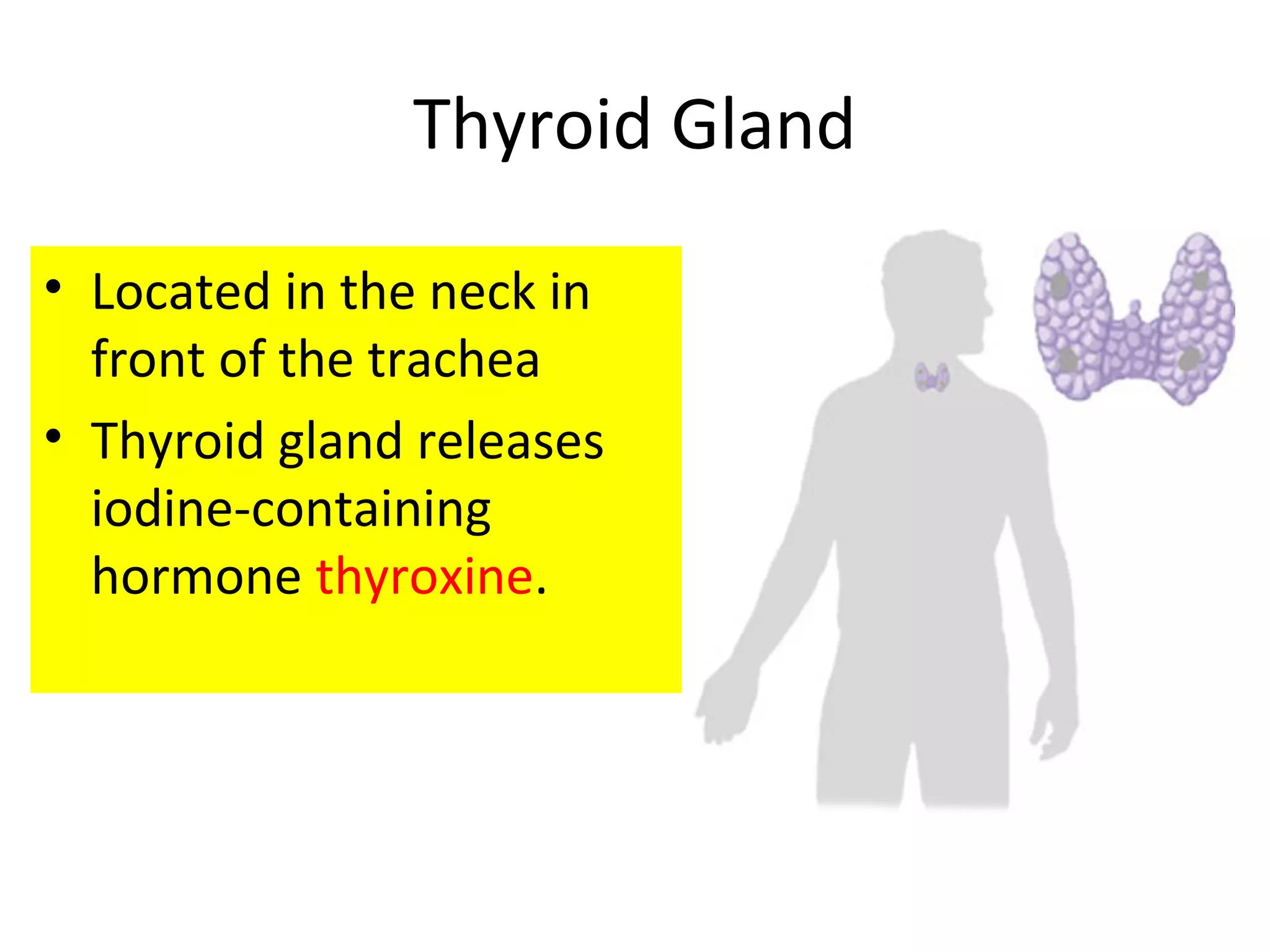 Thyroid Gland
• Located in the neck in
front of the trachea
• Thyroid gland releases
iodine-containing
hormone thyroxine.
 