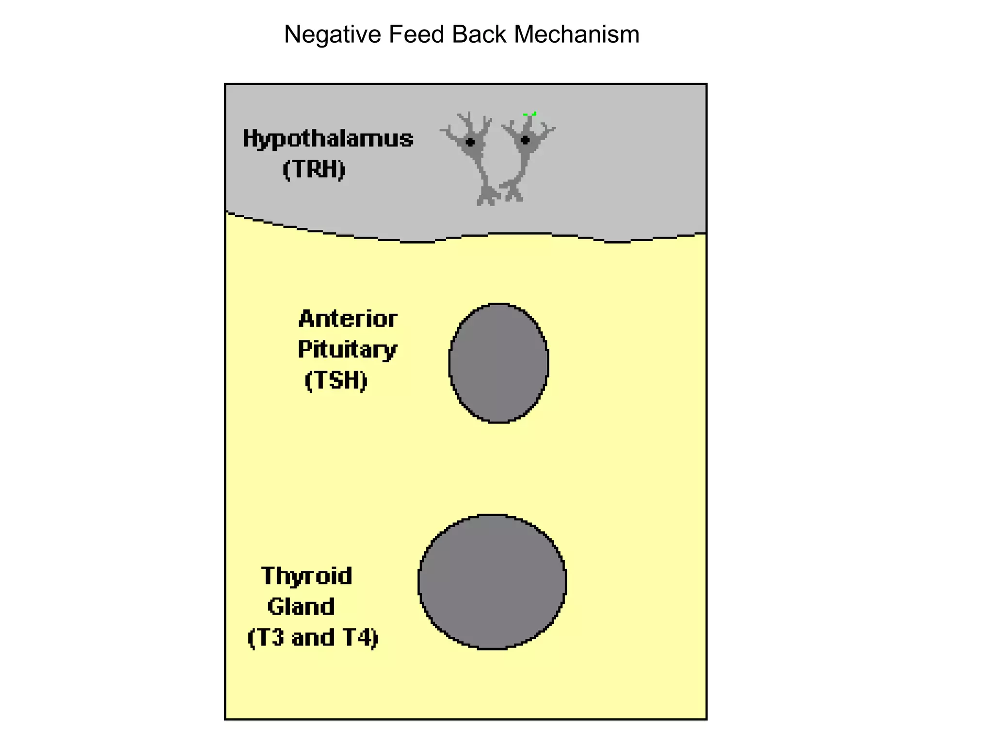 Negative Feed Back Mechanism
 