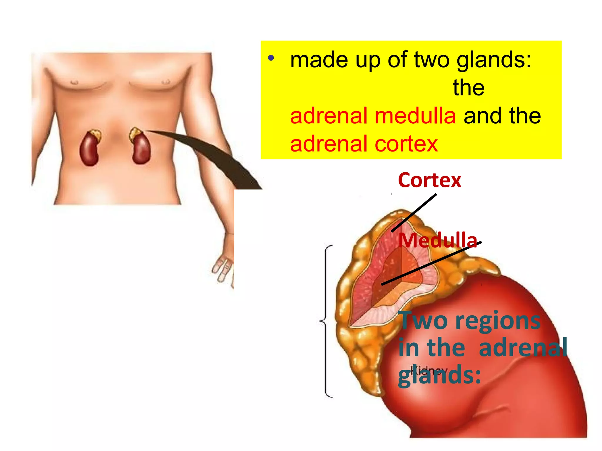 Cortex
Medulla
Two regions
in the adrenal
glands:
• made up of two glands:
the
adrenal medulla and the
adrenal cortex
 