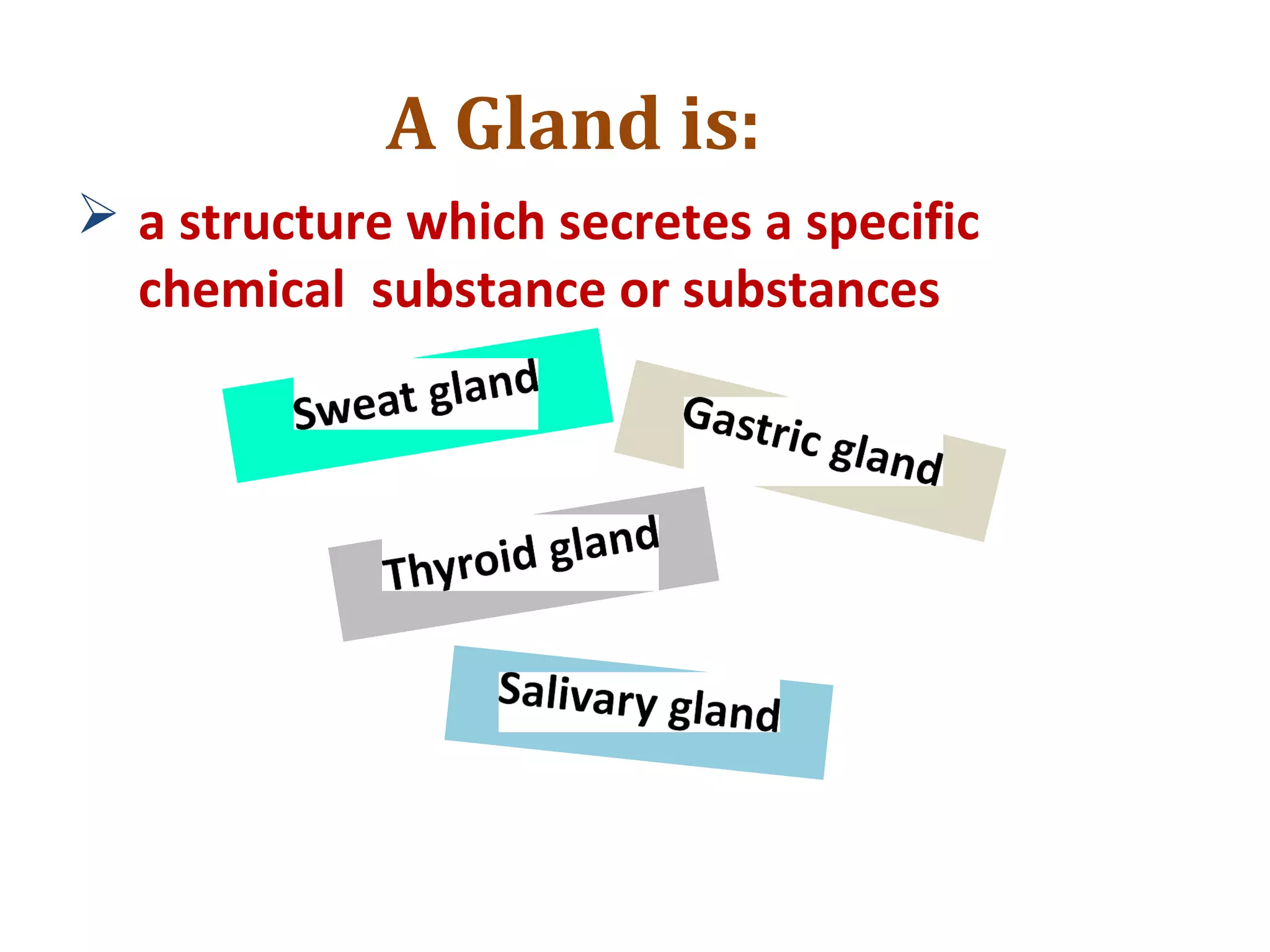 A Gland is:
 a structure which secretes a specific
chemical substance or substances
 