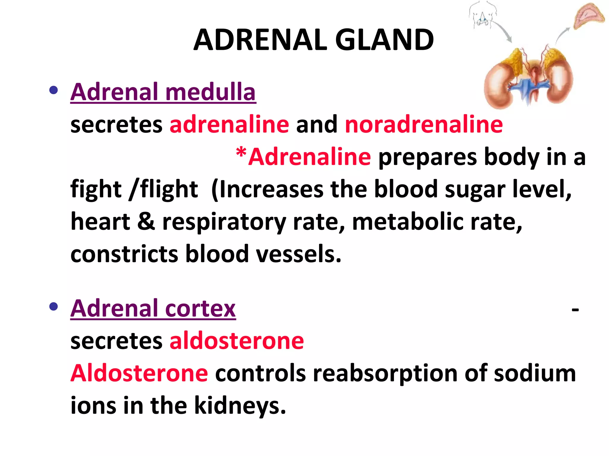ADRENAL GLAND
• Adrenal medulla -
secretes adrenaline and noradrenaline
*Adrenaline prepares body in a
fight /flight (Increases the blood sugar level,
heart & respiratory rate, metabolic rate,
constricts blood vessels.
• Adrenal cortex -
secretes aldosterone
Aldosterone controls reabsorption of sodium
ions in the kidneys.
 