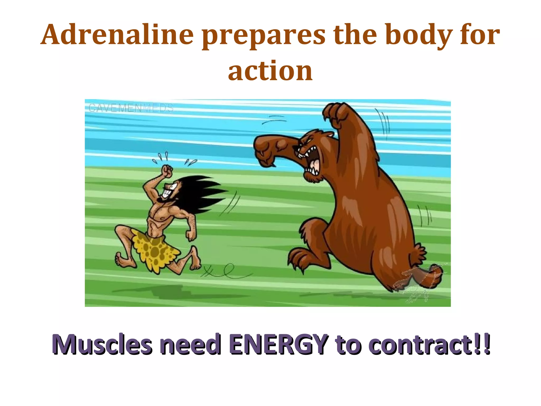 Adrenaline prepares the body for
action
Muscles need ENERGY to contract!!Muscles need ENERGY to contract!!
 