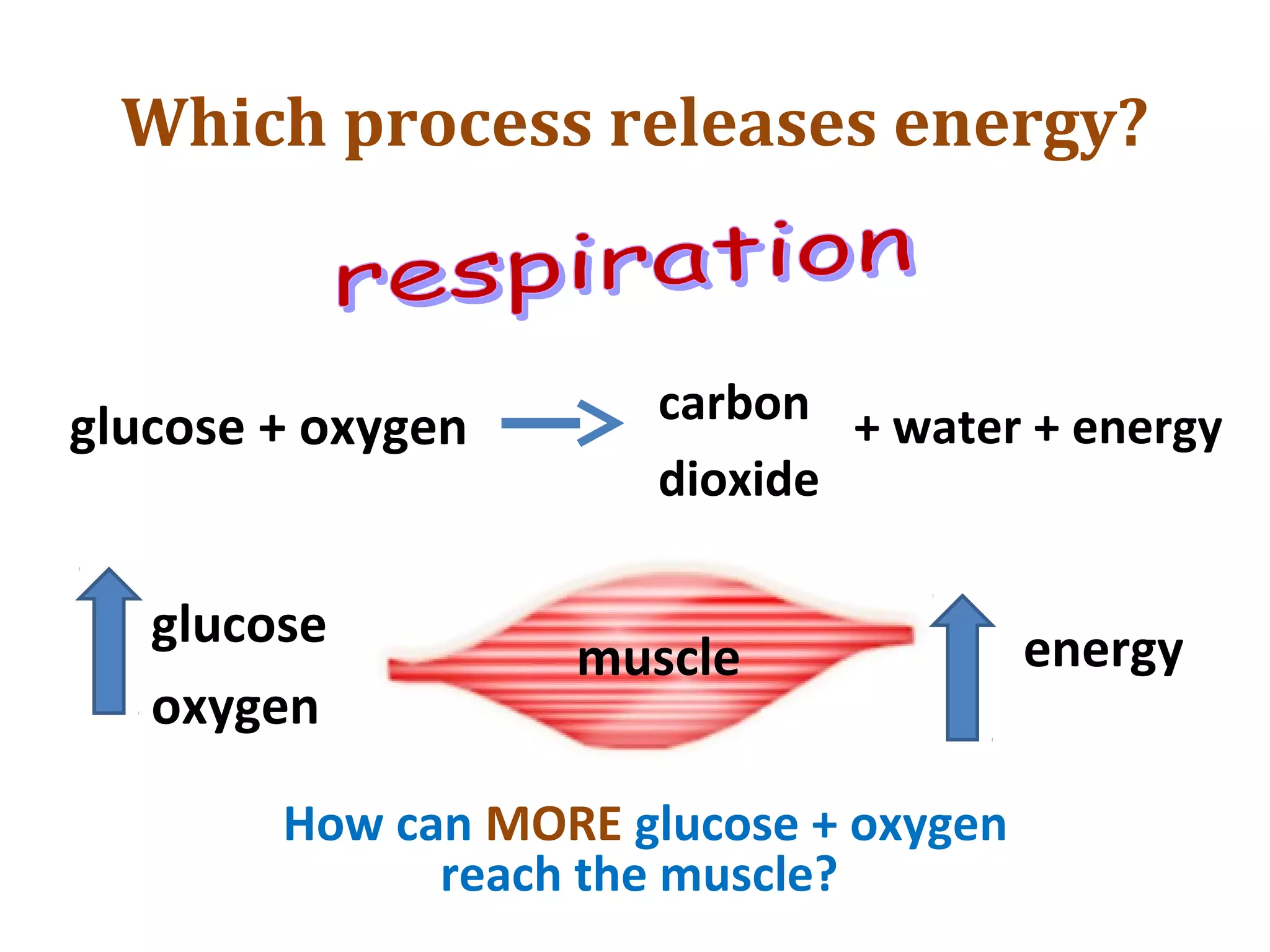 Which process releases energy?
glucose + oxygen carbon
dioxide
+ water + energy
glucose
oxygen
muscle energy
How can MORE glucose + oxygen
reach the muscle?
 