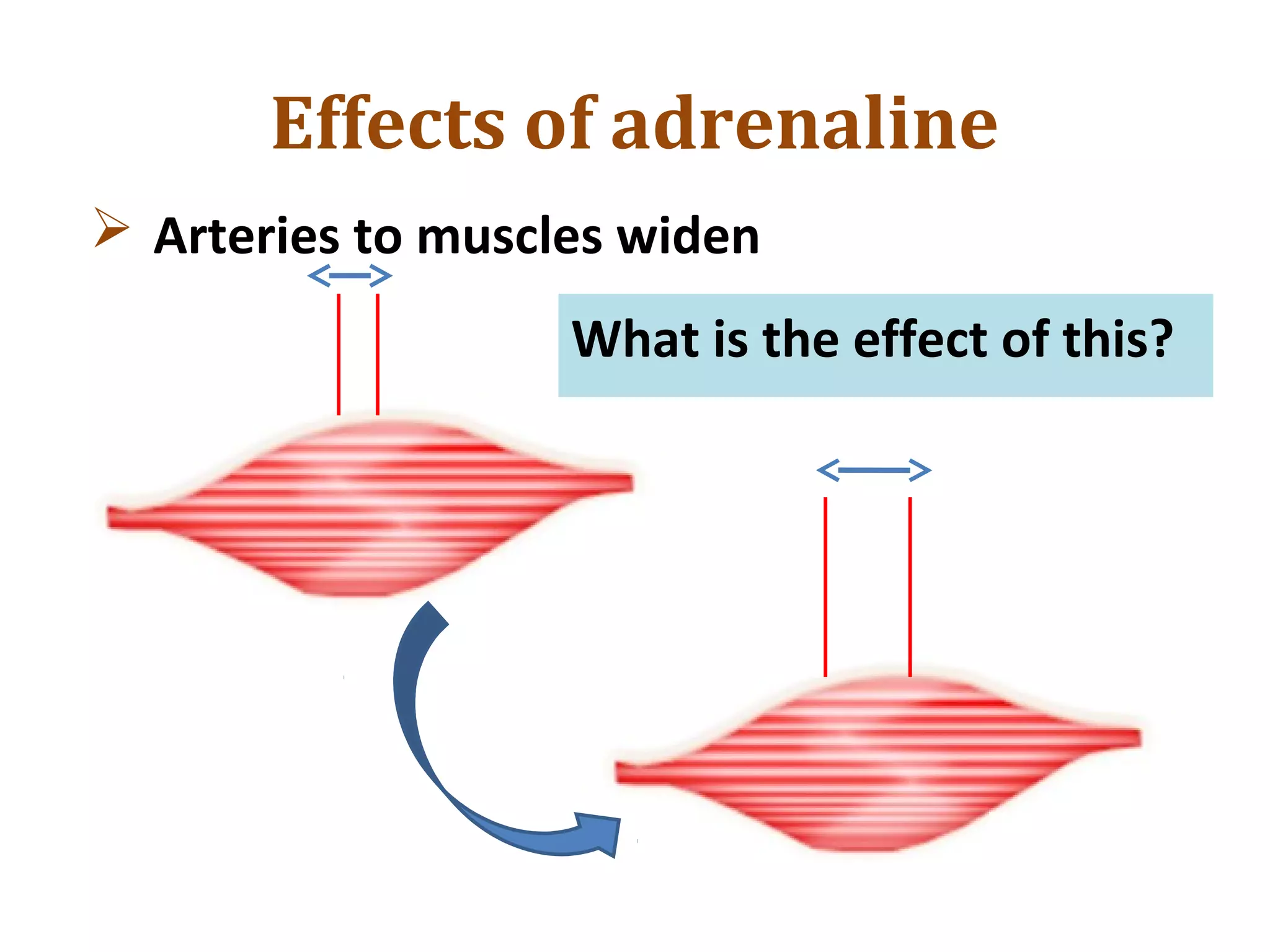 Effects of adrenaline
 Arteries to muscles widen
What is the effect of this?
 