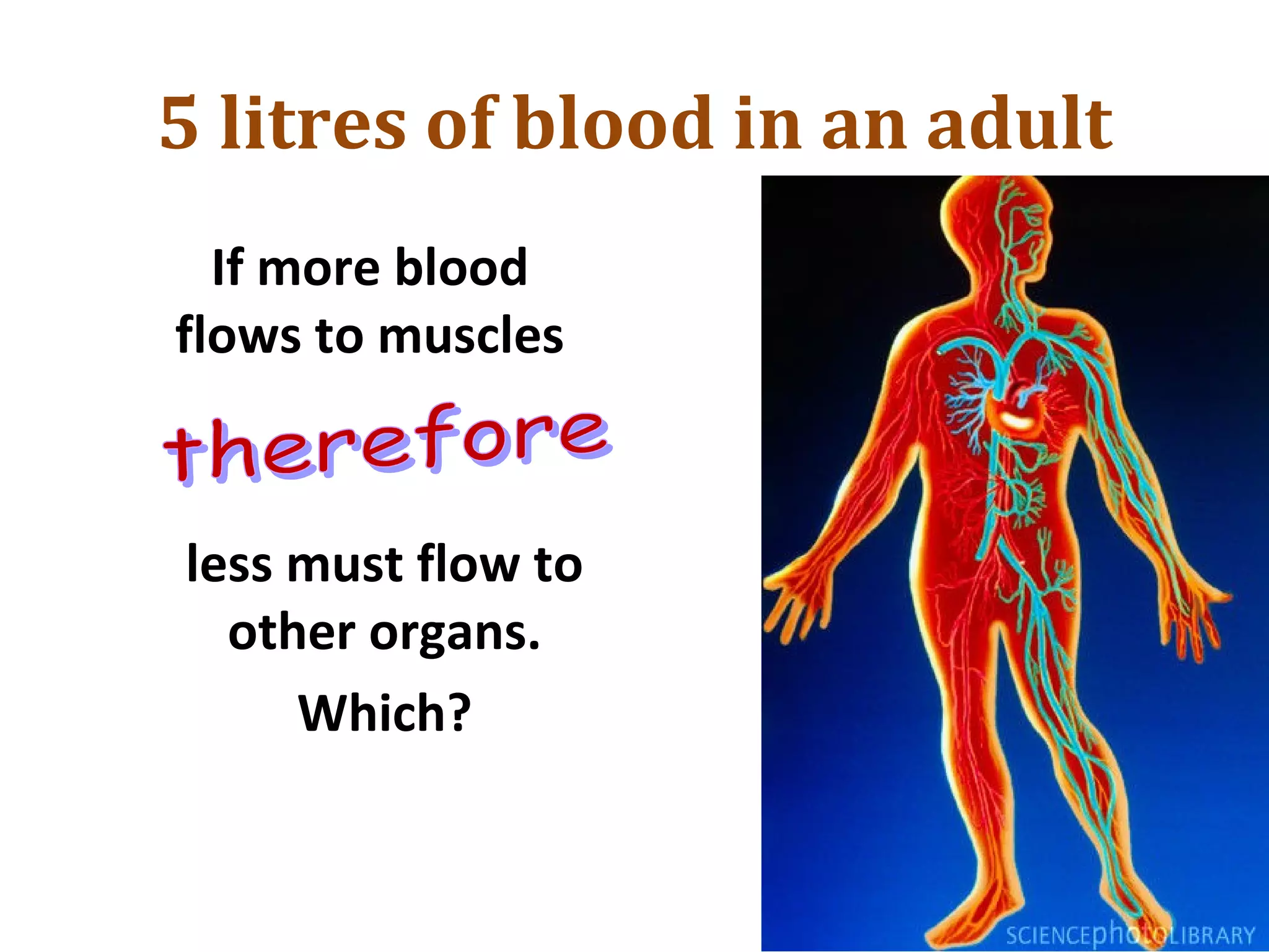 5 litres of blood in an adult
If more blood
flows to muscles
less must flow to
other organs.
Which?
 