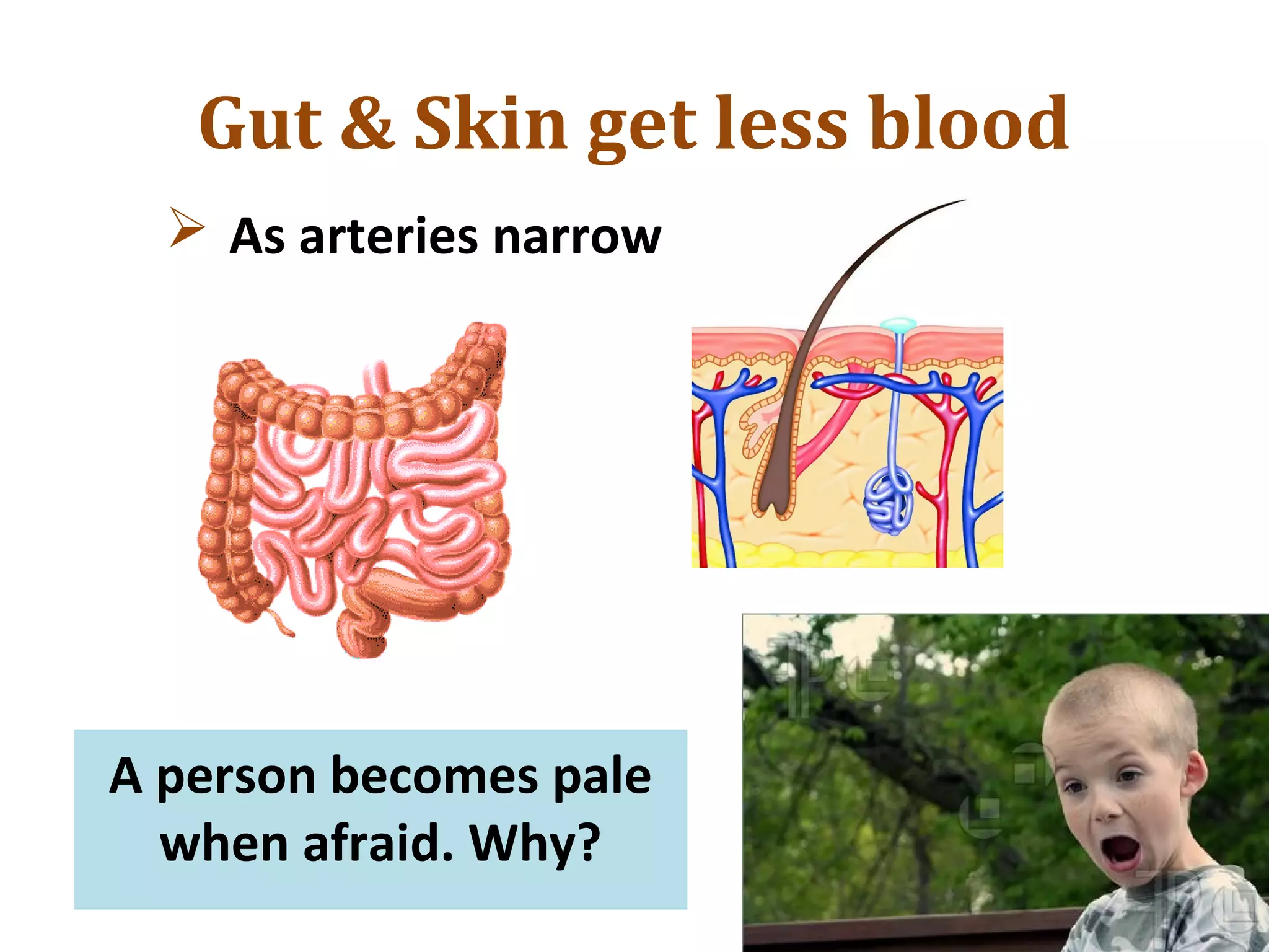Gut & Skin get less blood
 As arteries narrow
A person becomes pale
when afraid. Why?
 