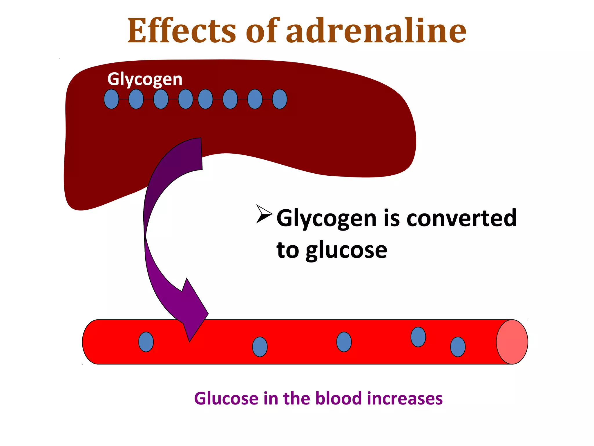 Glycogen
Glucose in the blood increases
Glycogen is converted
to glucose
Effects of adrenaline
 