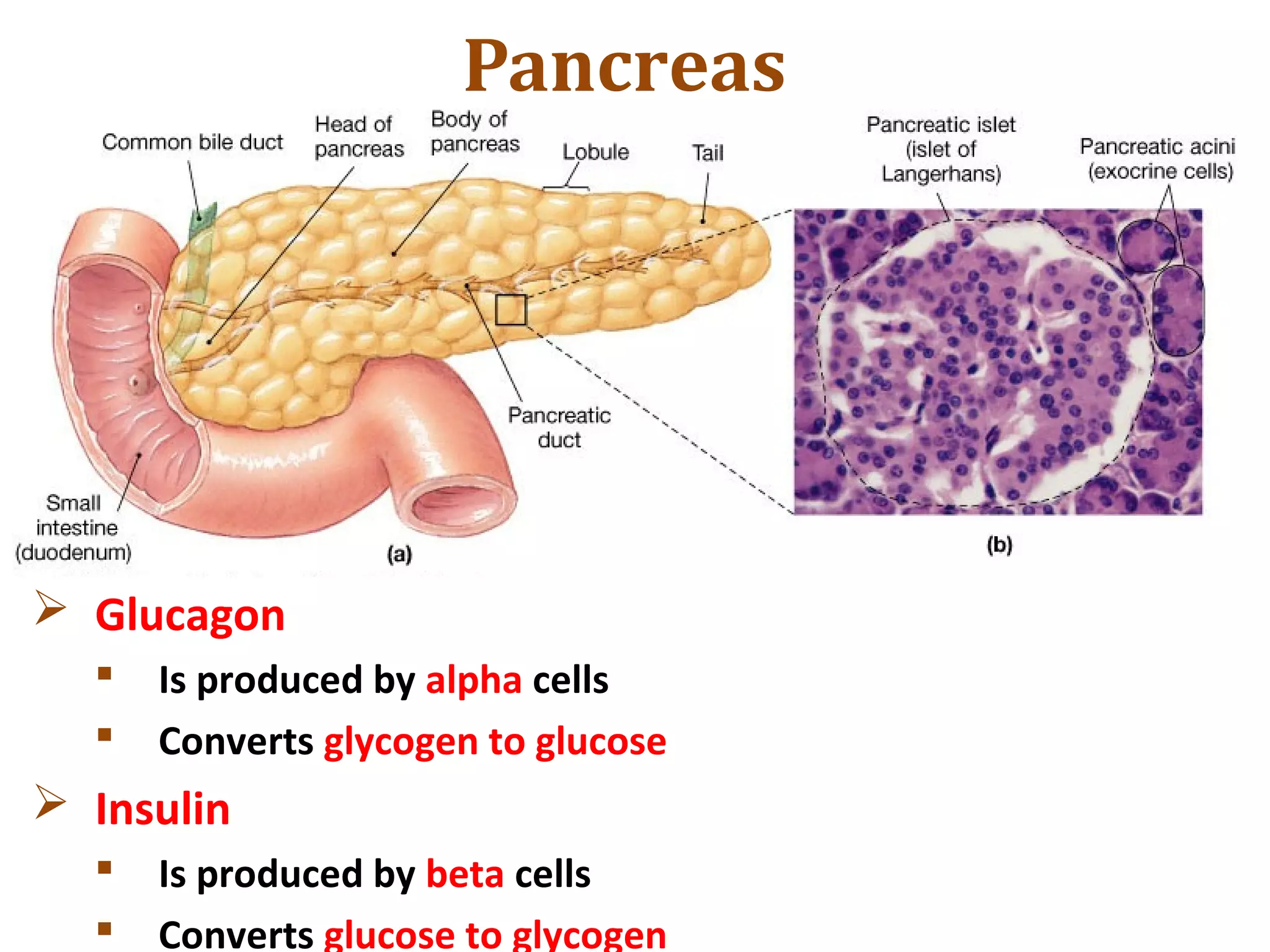 Pancreas
 Glucagon
 Is produced by alpha cells
 Converts glycogen to glucose
 Insulin
 Is produced by beta cells
 Converts glucose to glycogen
 