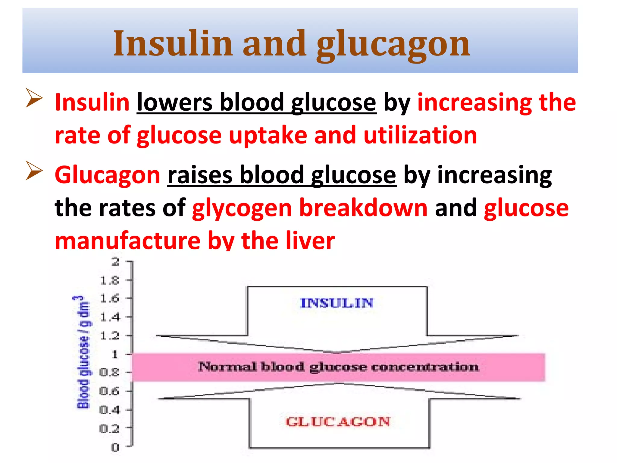  Insulin lowers blood glucose by increasing the
rate of glucose uptake and utilization
 Glucagon raises blood glucose by increasing
the rates of glycogen breakdown and glucose
manufacture by the liver
Insulin and glucagon
 