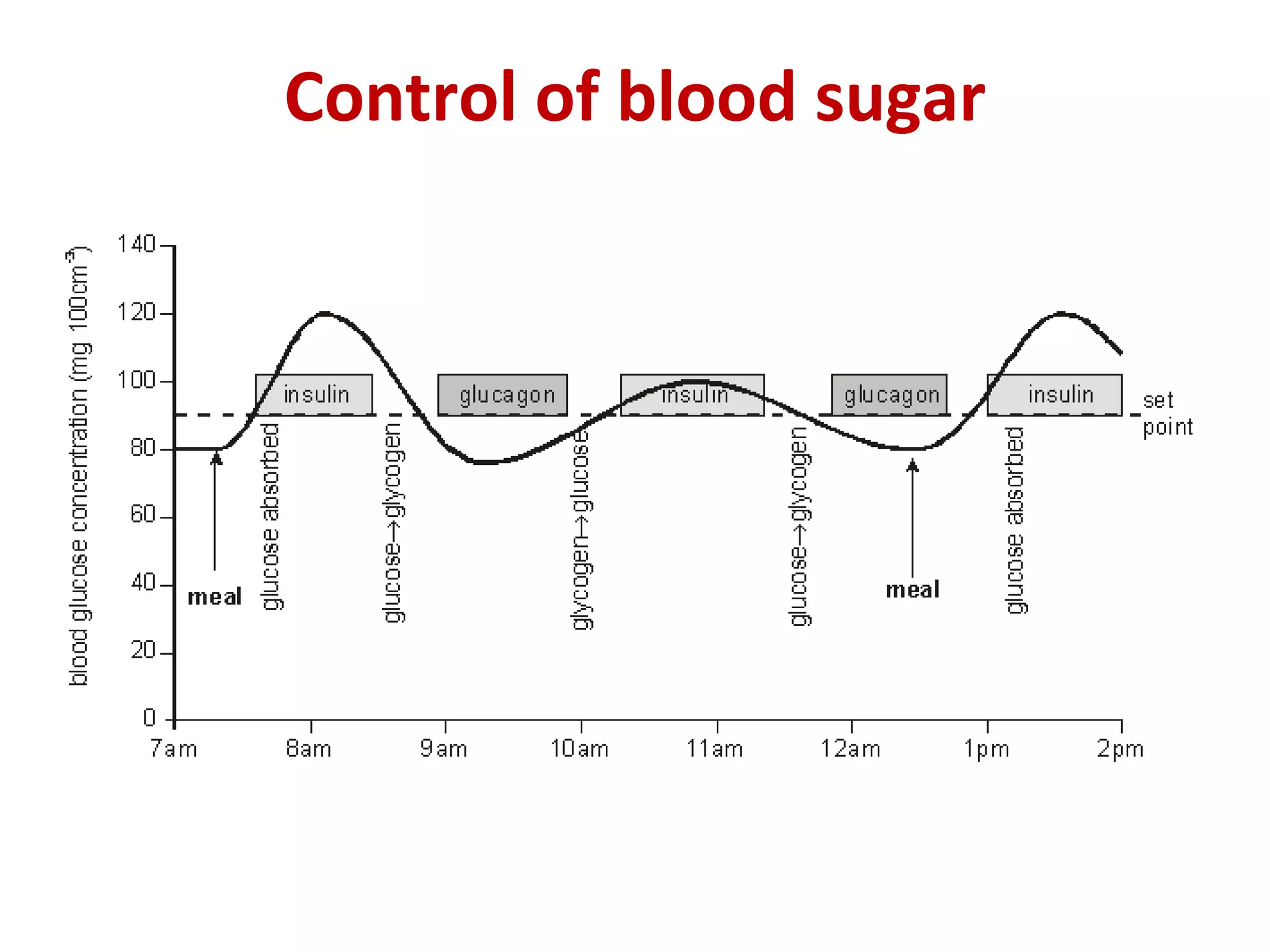Control of blood sugar
 