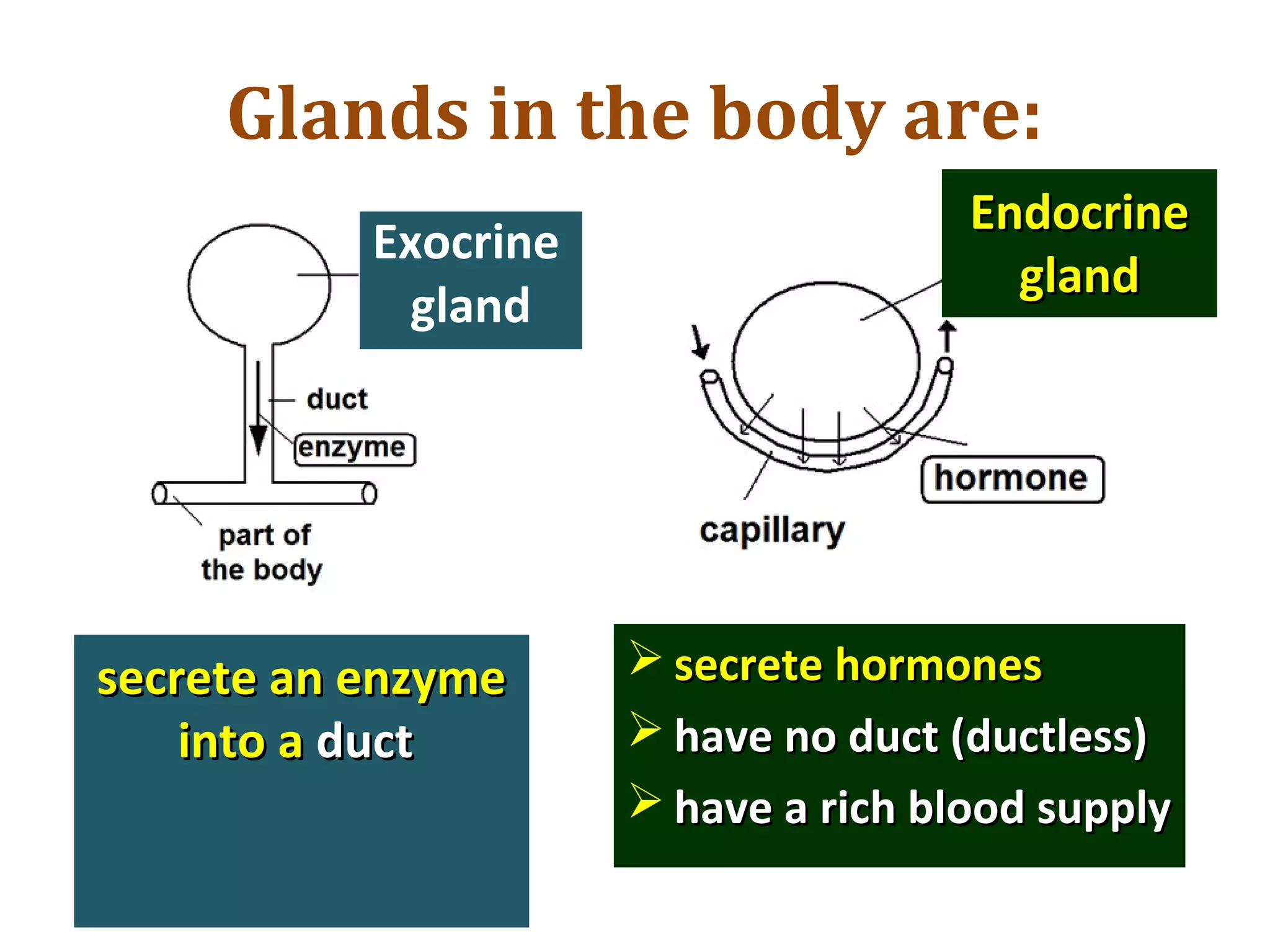 Glands in the body are:
secrete an enzymesecrete an enzyme
into ainto a ductduct
 secrete hormonessecrete hormones
 have no duct (ductless)have no duct (ductless)
 have a rich blood supplyhave a rich blood supply
Exocrine
gland
EndocrineEndocrine
glandgland
 